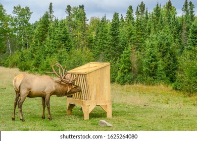 Hay Feeder Images Stock Photos Vectors Shutterstock