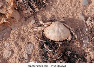 view of an empty crab shell on the beach on a sunny day of summer