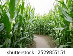 View of Empty Green Corn Maze 