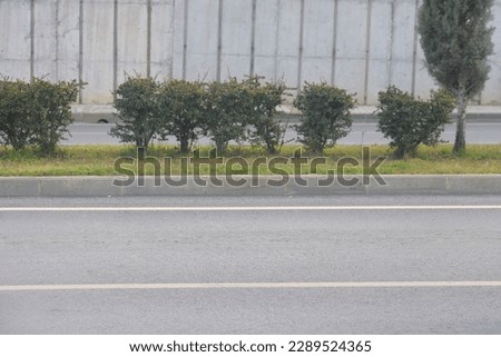 view of the empty road scene, highway in the city, trees and bushes, curb stone and white road markings, minimalism in the city