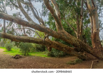 View Of Eucalyptus Trees In Ein Mata Spring, The Lower Judaean Mountains, Central Israel