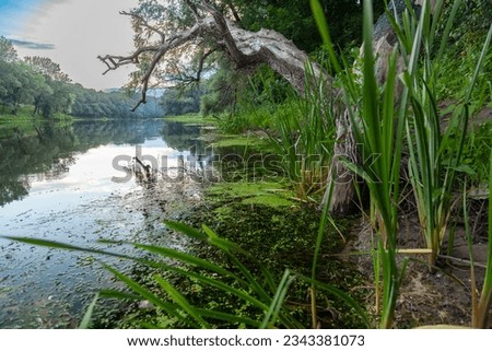View of the evening river and reeds on a windless summer evening. Duckweed near the riverbank in the shade of trees. Siverskyi Donec river. Kreminna Nature Reserve, Lugansk reg., Ukraine
