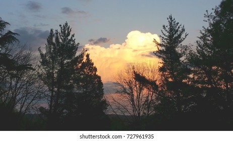 View of a evening sky, just before sunset, featuring large white clouds above tall pine trees.  Photo shot in Prince George's Co., Maryland.