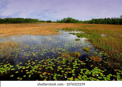 A view of the Everglades eco-system at Grassy Waters Natural Area, near West Palm Beach, Florida, a marsh, and swamp, feeding clean water to the Everglades water system.