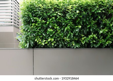 922,918 Green wall plant Images, Stock Photos & Vectors | Shutterstock