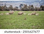 View of ewes and young lambs together in a paddock, on a farm in Tasmania, Australia