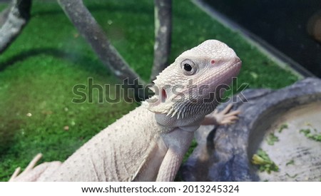 View of extremely rare zero bearded dragon,  completely patternless and colorless. They are a newer morph that are quickly gaining popularity within the beardie community.