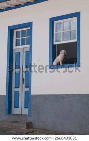 view, facade of a white and gray colonial house, tall blue and white door, glass windows at the top, white dog sitting in the open blue and white tilt-and-turn window with glass