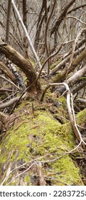 view of a fallen dry tree with moss