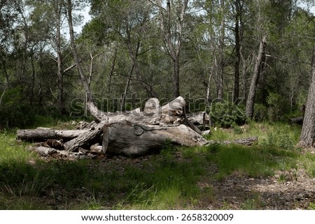 The view of a fallen tree before the green trees in a forest