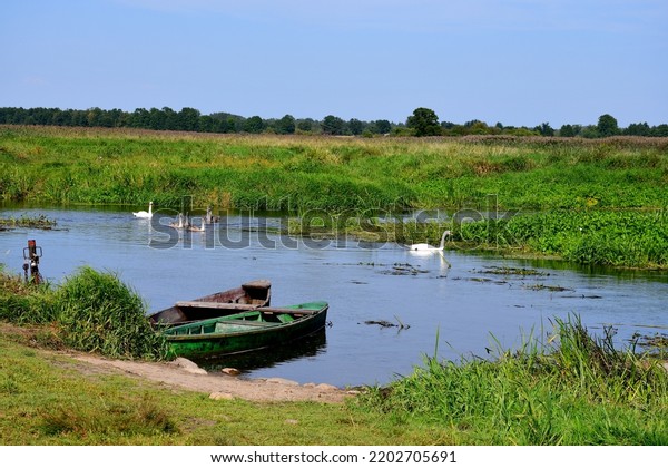 A view\
of a family of swans and ducks swimming together in a small pond,\
river or lake next to a coast covered with reeds, grass and other\
flora seen on a sunny summer day in Poland\
