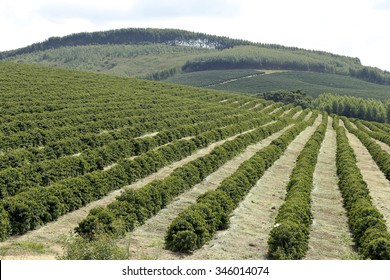 View Farm With Coffee Plantation