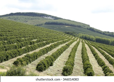 View Farm With Coffee Plantation