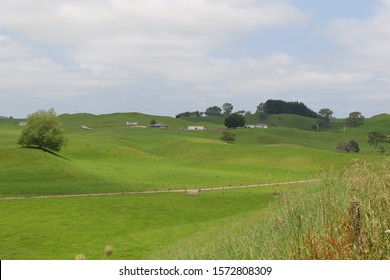 View Of The Farm With Gentle Rolling Landscape At Te Puke.