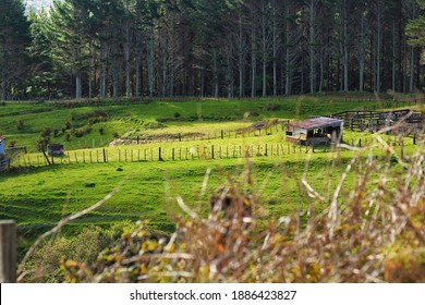 View Of A Farm In The Wilderness Of Northland, New Zealand