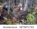 View of a female Canada grouse (Falcipennis canadensis) in the Gaspésie national park, Canada
