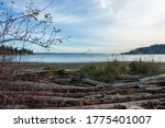 View of ferry in Puget Sound against backdrop of Moutn Rainier, as seen from Hawley Cove Park, Bainbridge Island, WA, Washington, Pacific Northwest, PNW, USA