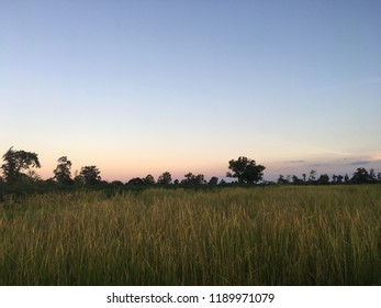 View of field.