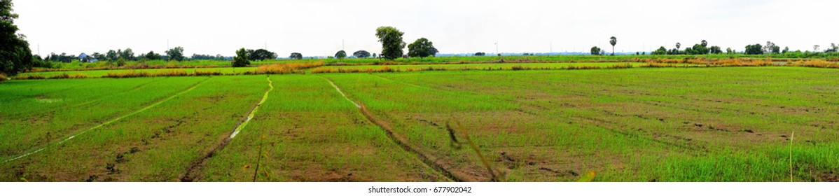 View of the field