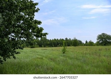 View of the field in front of the forest