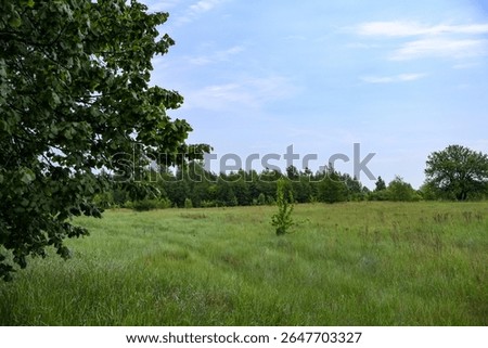 View of the field in front of the forest