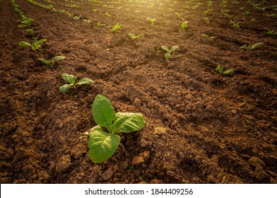 View Of Field Growing Tobacco On Bright Summer Day Tobacco Plantation By Agriculturist In Village Farm With Sunlight Above 
Background Farming Plantation With Coppy Space Concept