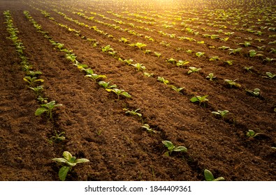 View Of Field Growing Tobacco On Bright Summer Day Tobacco Plantation By Agriculturist In Village Farm With Sunlight Above 

Background Farming Plantation With Coppy Space Concept