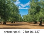 View of a field of olive trees in the countryside between Bisceglie and Corato in Puglia during the summer.