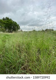 View of the Field, Trees and Cloudy Sky