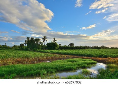 View of Field water  natural landscape with sunset blue sky background.