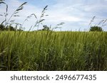 View of a field of winter rye, small grain cover crop grown to seed out. 