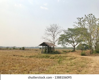View Fields and big tree wide field, sky backgrounds