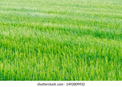 View of fields and forests 