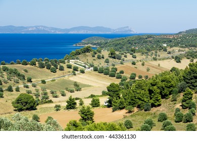 View Of The Fields Of Olives And The Sea In Halkidiki Greece