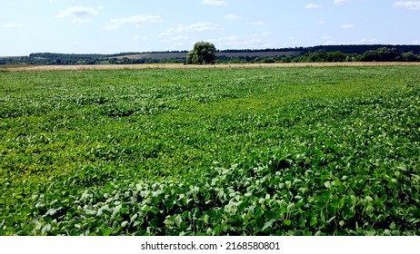 View flight over agricultural field of green plants on a sunny summer day. Plants leaves sway in strong wind. Meadow with green grass close-up. Natural background. Rural country landscape