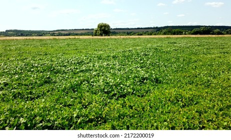 View flight over agricultural field of green plants on a sunny summer day. Plants leaves sway in strong wind. Meadow with green grass close-up. Natural background. Rural country landscape