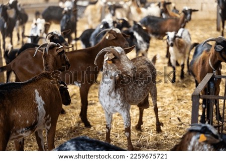 View of flock of adult domestic goats with neckbells and ear tags in barn with straw as bedding. Breeding of small cattle concept