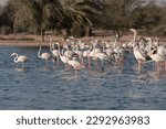A view of a flock of Flamingos in Al Qudra Lakes in the desert of Dubai