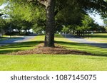 View of a Florida native tree with grass growing around it in Spring on a sunny day. 