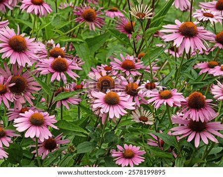 Similar – Image, Stock Photo Echinacea purpurea, inflorescence