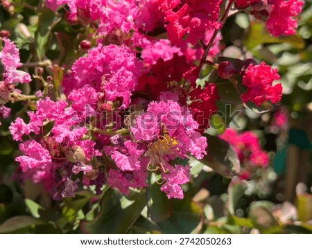A view of the flowers of the dynamite crape myrtle plant.