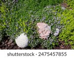 View of the flowers of the ground-cover plants in the garden