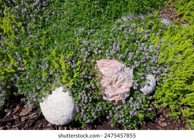 View of the flowers of the ground-cover plants in the garden - Powered by Shutterstock