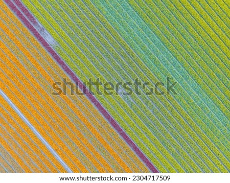 Similar – Image, Stock Photo tulip field fields Tulip