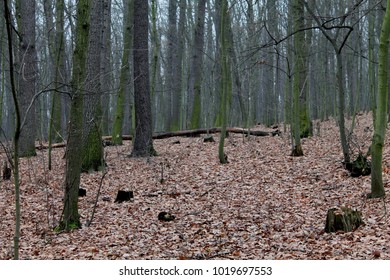 A view of the forest