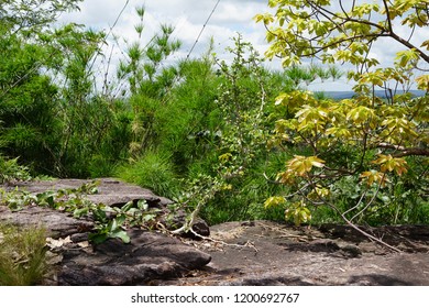 View of forest.
