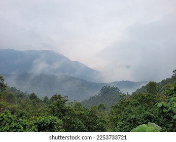 The view of a forest. 