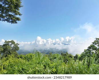 A view of a forest and clouds in the sky with Tree