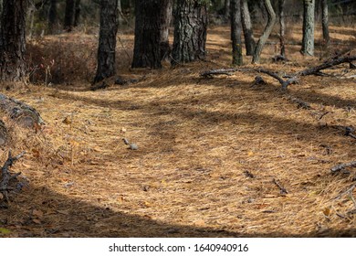 View of forest floor covered in pine needles with side lighting in late fall - Powered by Shutterstock