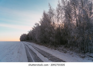 View Of The Forest Frosty Morning Outside The City After A Snowfall